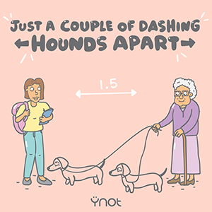 Dashing hounds